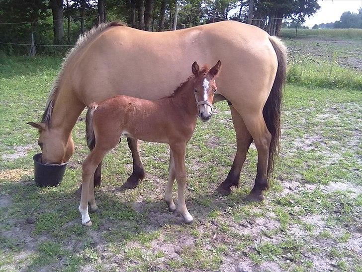 Anden særlig race Early-Night<3 (RIP) :'( - så smuk jeg er! <3 billede 10