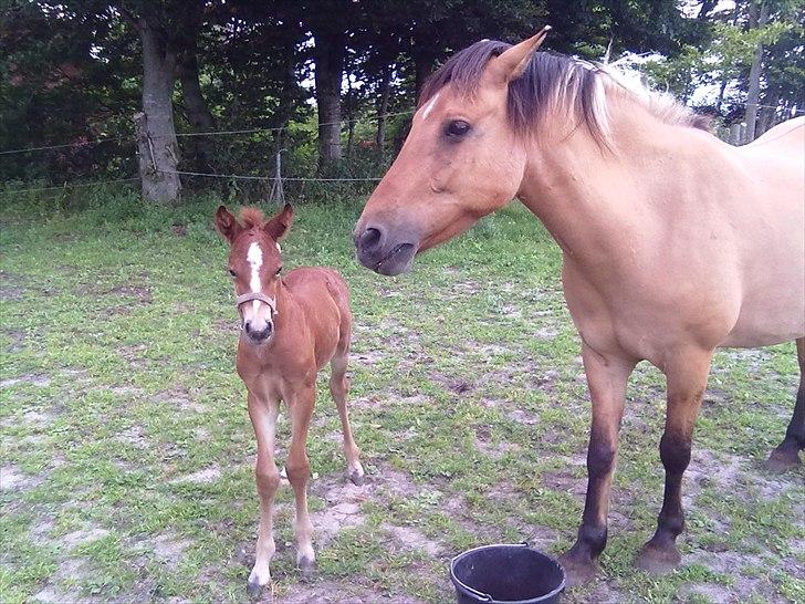 Anden særlig race Early-Night<3 (RIP) :'( - Mig (Early) og Mor (Coco) billede 12