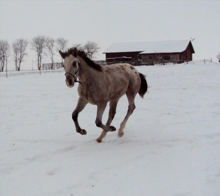 Anden særlig race Royal Z Surprise billede 6