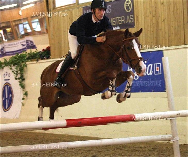Dansk Varmblod Lindegaardens Zafir(solgt - Jubiii, elsker at springe.. billede 13