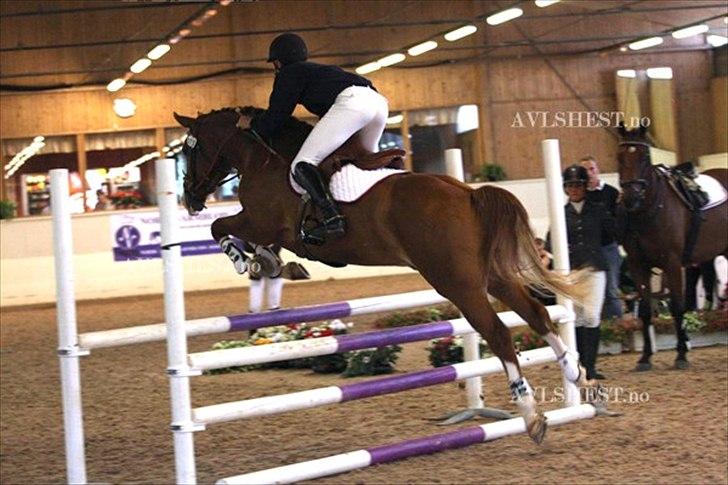 Dansk Varmblod Lindegaardens Zafir(solgt - så hopper vi,,juhuuu... billede 14