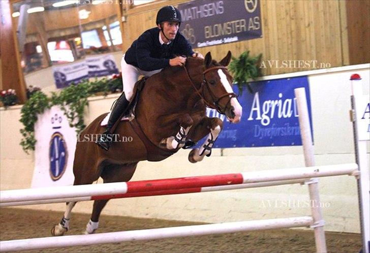 Dansk Varmblod Lindegaardens Zafir(solgt - er jeg ikke dygtig ?? billede 15