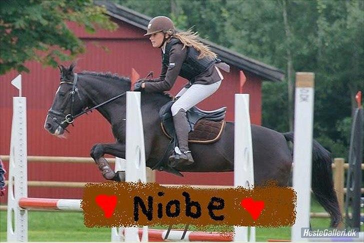 New Forest Niobe Hippios - VELKOMMEN til Niobes profil
 billede 1