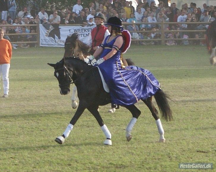 New Forest Niobe Hippios - Natasja og Niobe til Roskilde Dyrskue 2010:)
 billede 2