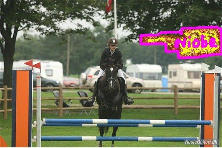 New Forest Niobe Hippios - springer La**
 billede 3