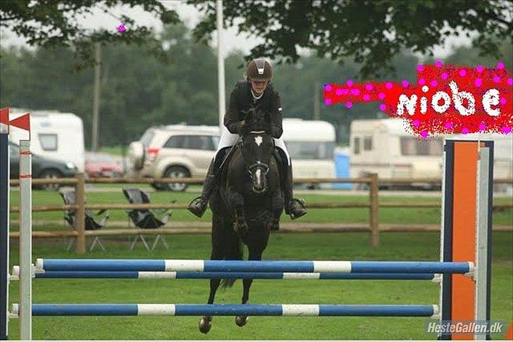 New Forest Niobe Hippios - springer La**
 billede 4