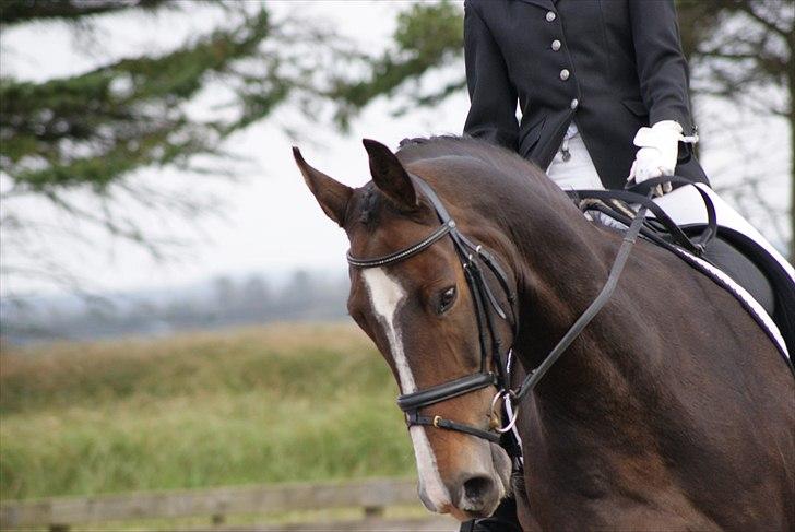 Dansk Varmblod Kærsholms Landkaster - Lb1 - Nejst - 2. plads(: || 2. oktober 2010  || Foto: Andreas Kallehave  billede 9