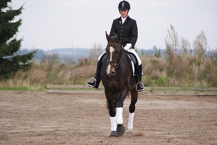 Dansk Varmblod Kærsholms Landkaster - Lb1 - Nejst - 2. plads(: || 2. oktober 2010  || Foto: Andreas Kallehave  billede 10