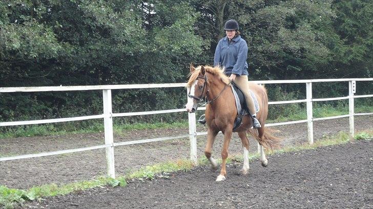 DSP Tai Tipi tilbage leveret billede 1