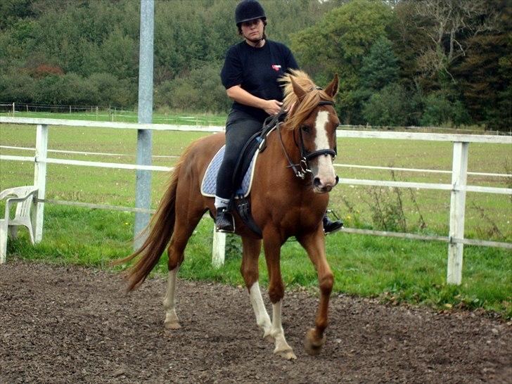 DSP Tai Tipi tilbage leveret billede 2