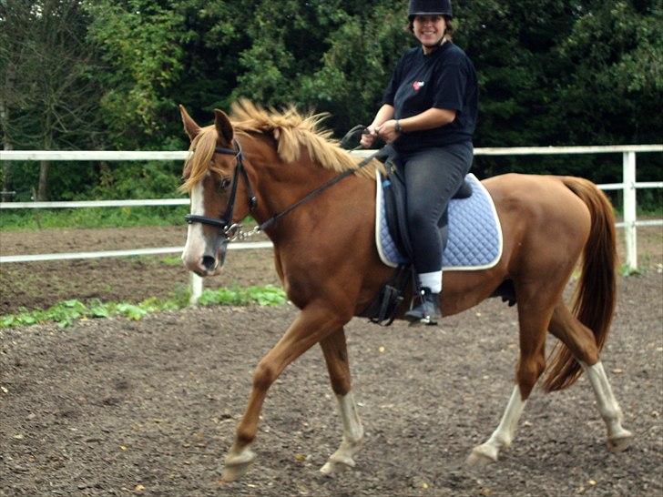 DSP Tai Tipi tilbage leveret billede 3