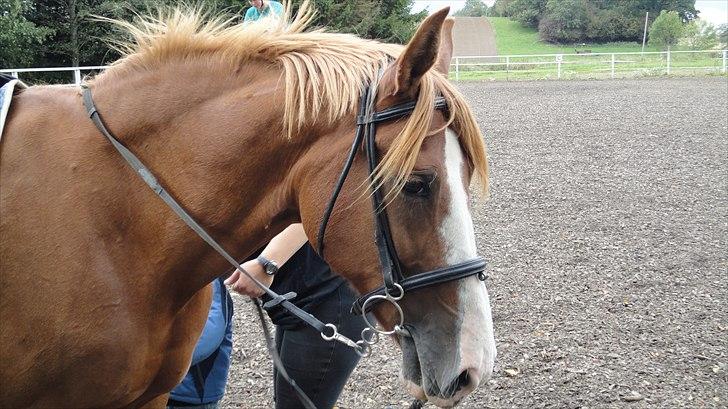 DSP Tai Tipi tilbage leveret billede 5