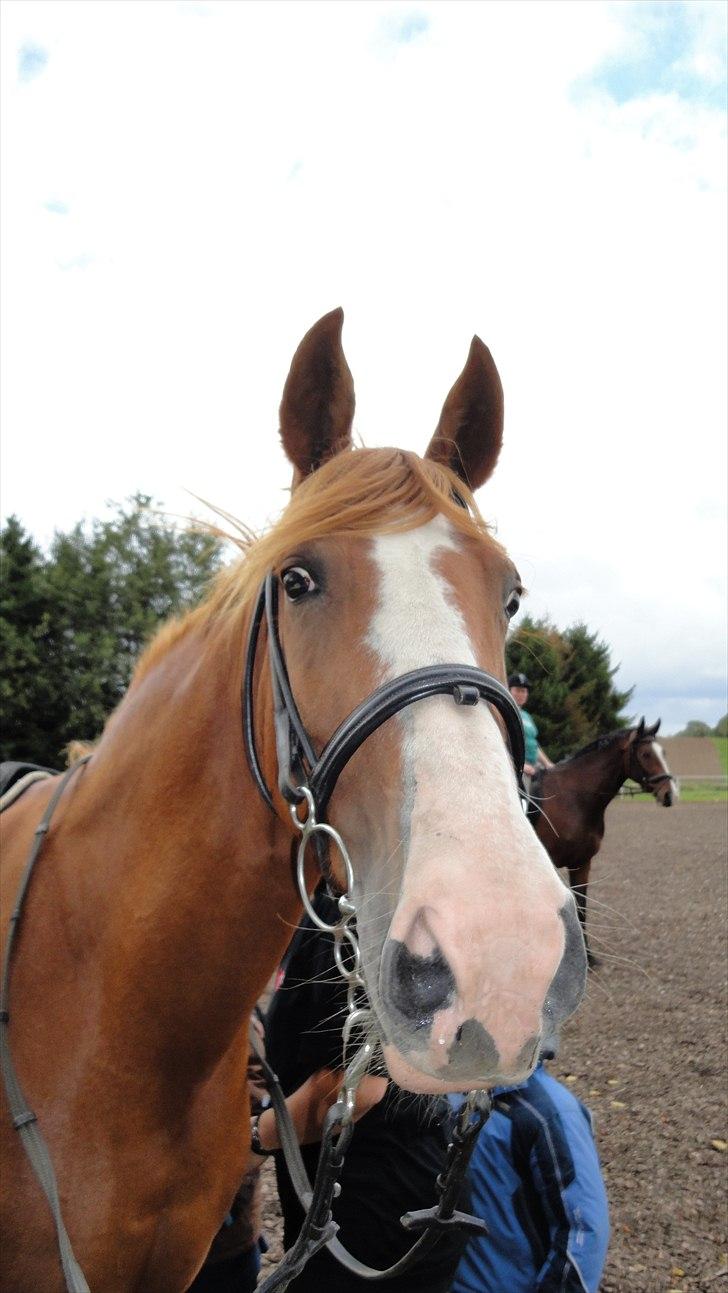 DSP Tai Tipi tilbage leveret billede 6