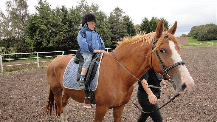 DSP Tai Tipi tilbage leveret billede 7