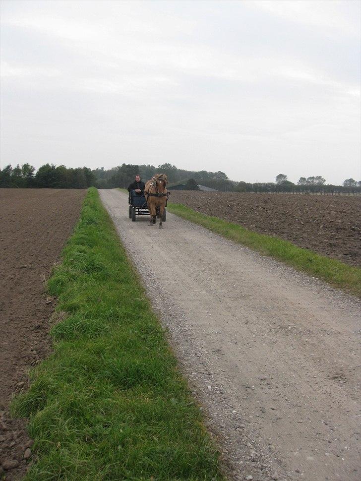 Oldenborg /Fjordhest - Vejlbygård's Yasmin-solgt- - Så kom vognen rigtigt på og vi fik kørt et par ture frem og til bage til "beka"... billede 20