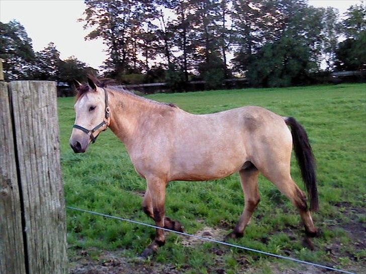 Irsk Sportspony Maam Boy<3 - dagen efter vi havde hentet ham fra Irland billede 10