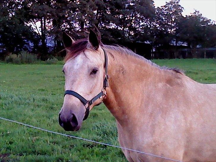 Irsk Sportspony Maam Boy<3 billede 3