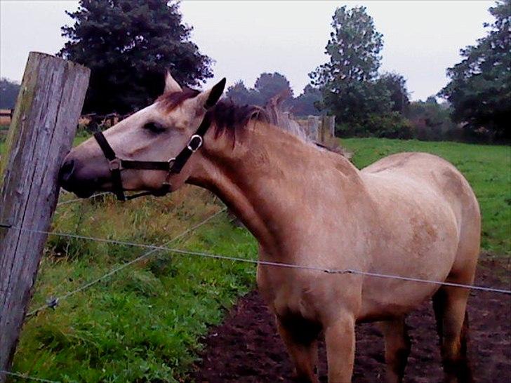 Irsk Sportspony Maam Boy<3 - dagen efter vi havde hentet ham fra Irland billede 11