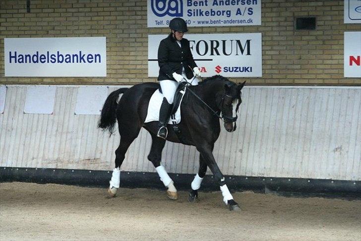 Dansk Varmblod Alingus billede 16