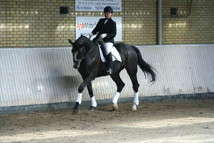 Dansk Varmblod Alingus billede 17