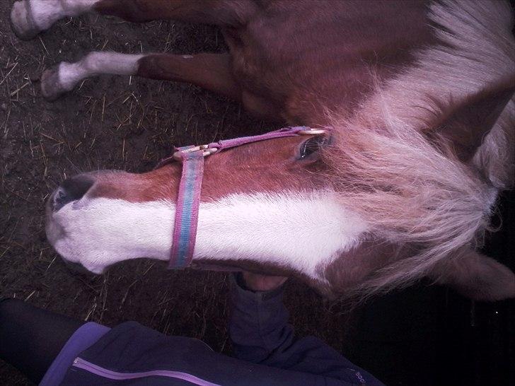 Anden særlig race |Pippi*Aflivet*| - Dagen der bestød alr for miqq aller første gang i boksen<33|foto:Henriette K(mor)| billede 4