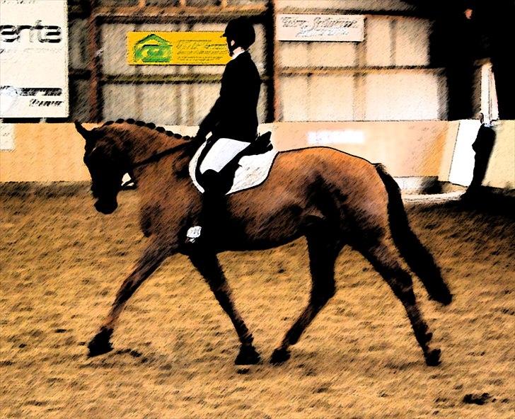 Trakehner Herbstrose - Opvarmning til stævne, og lidt redigeret billede 9