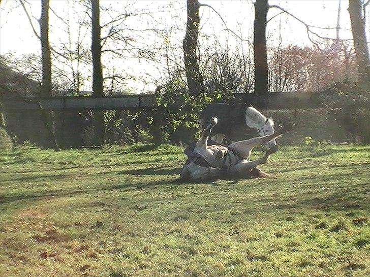 Irsk Sportspony Maam Boy<3 billede 12