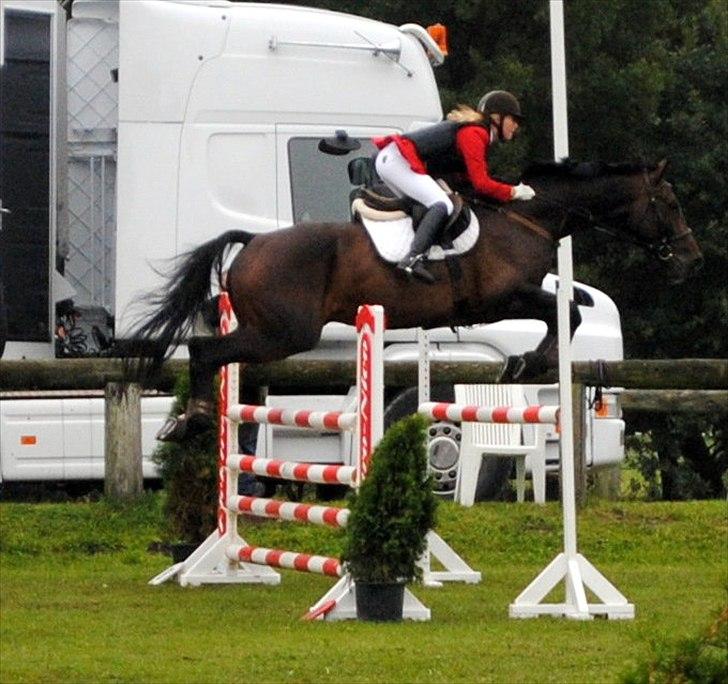 Hannoveraner Carlos/Check In - Springchampionat 2010 billede 9