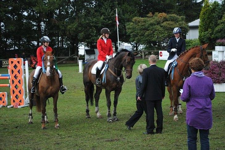 Hannoveraner Carlos/Check In - Præmieoverrækkelse Springchampionat 2010 billede 11