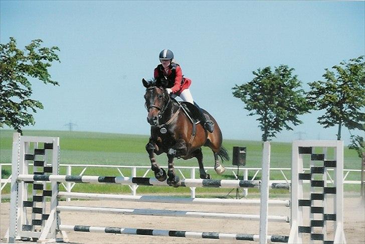 Hannoveraner Carlos/Check In - Distriktsstævne Skårupgård LA** billede 13