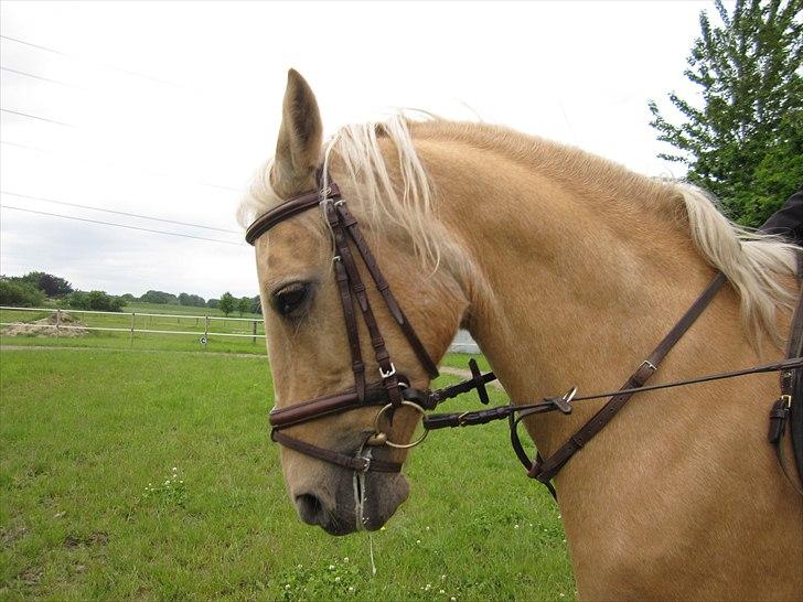 Anden særlig race Rain - Dejlige tøs  ;*   <33  (Foto: Laura) billede 5