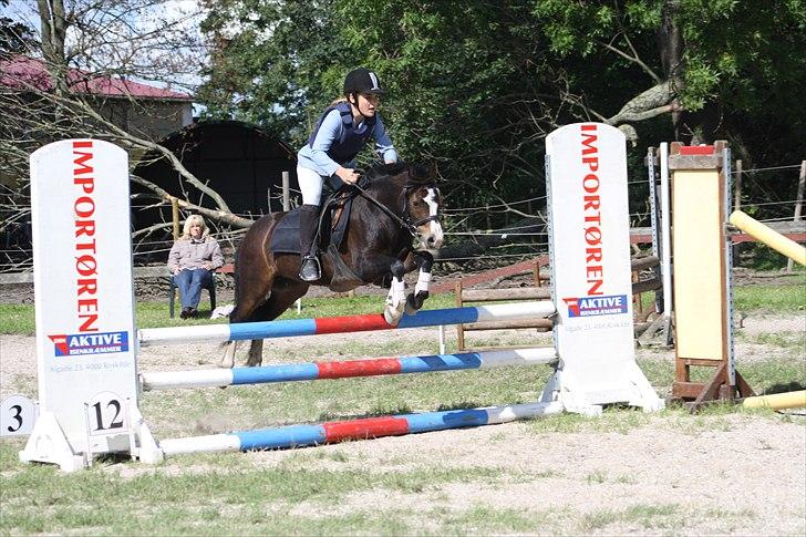 Anden særlig race Impuls Langebæk  billede 1