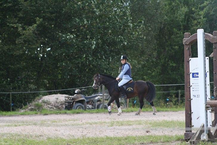 Anden særlig race Impuls Langebæk  billede 3