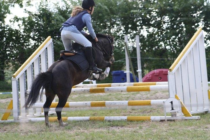 Anden særlig race Impuls Langebæk  billede 4