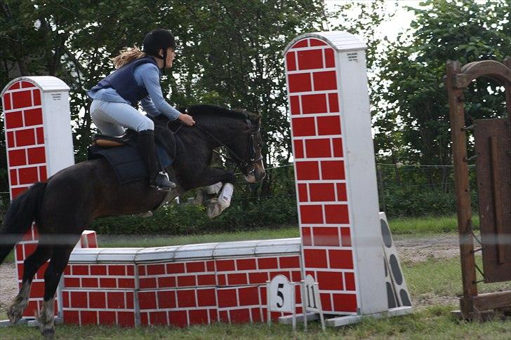 Anden særlig race Impuls Langebæk  billede 5