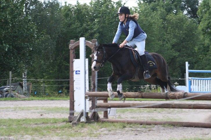 Anden særlig race Impuls Langebæk  billede 6