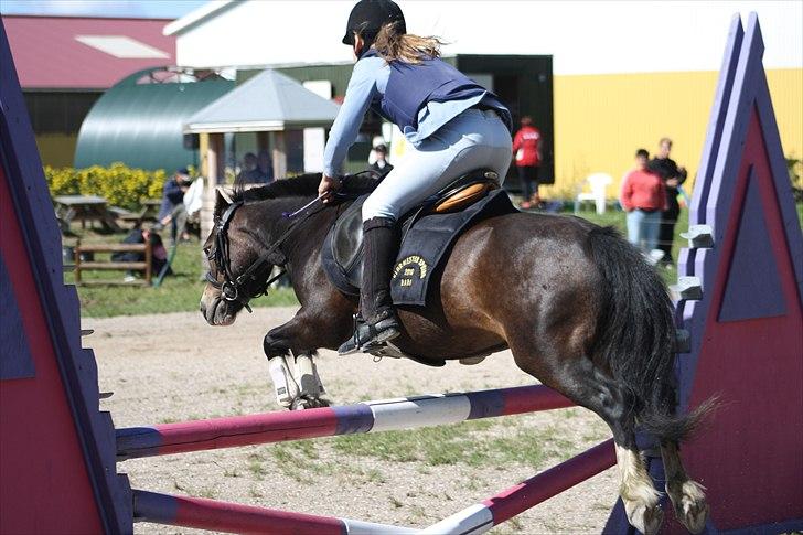 Anden særlig race Impuls Langebæk  billede 7