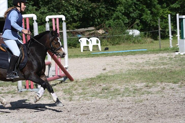 Anden særlig race Impuls Langebæk  billede 9