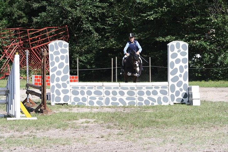 Anden særlig race Impuls Langebæk  billede 10