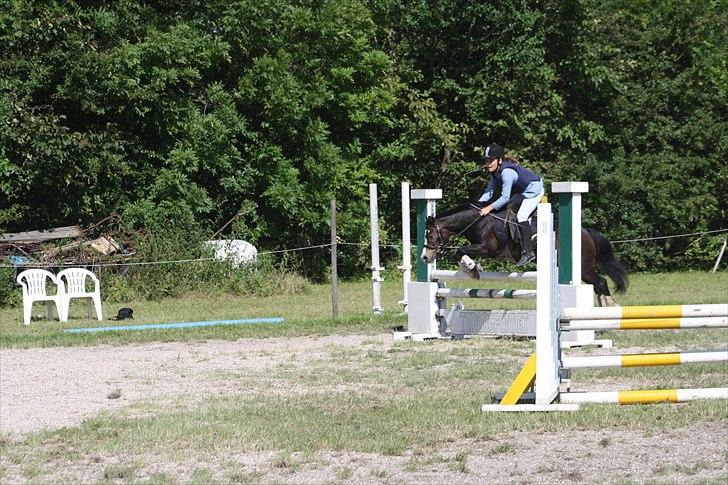 Anden særlig race Impuls Langebæk  billede 11