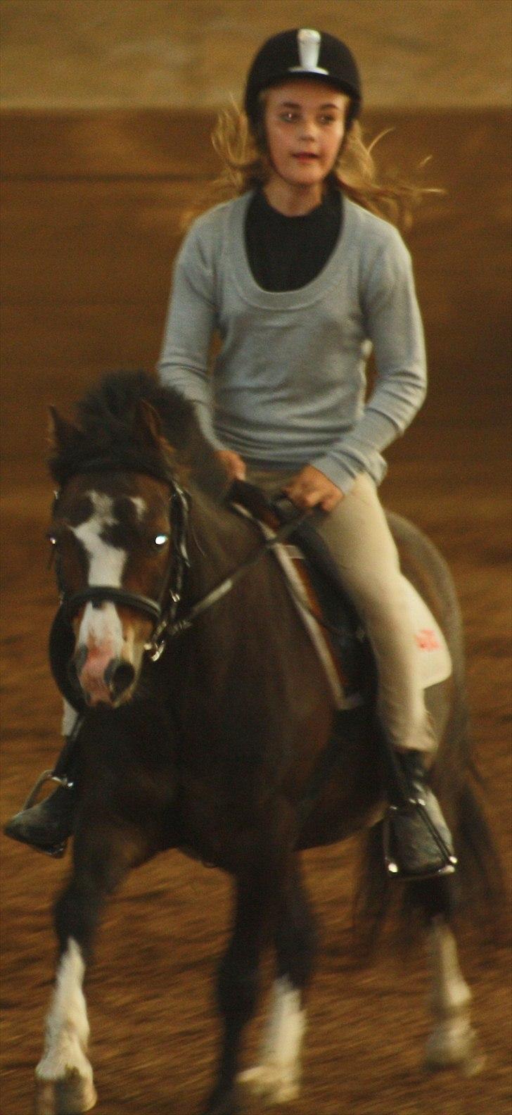 Anden særlig race Impuls Langebæk  billede 12