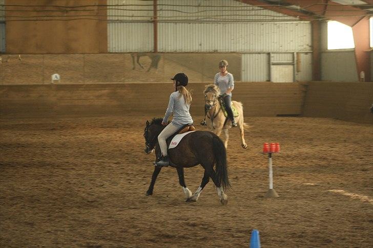 Anden særlig race Impuls Langebæk  billede 13