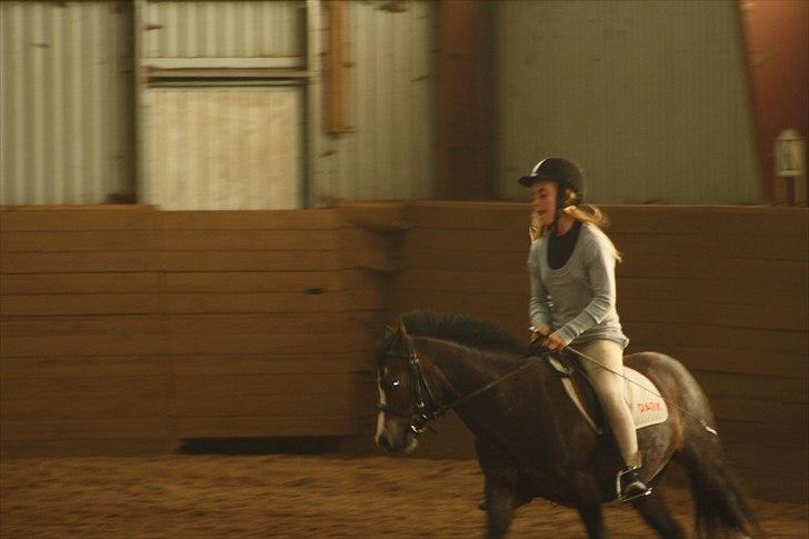 Anden særlig race Impuls Langebæk  billede 14