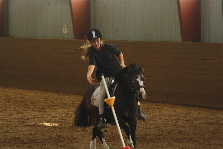 Anden særlig race Impuls Langebæk  billede 15