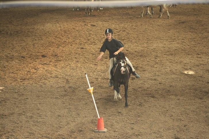 Anden særlig race Impuls Langebæk  billede 16