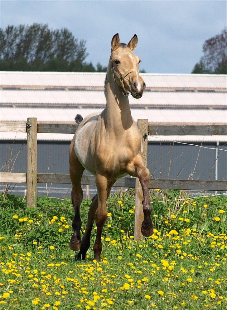 Pura Raza Española Ensueño JV - Maj 2010. Ensueño nyder en tur i mælkebøtterne billede 14