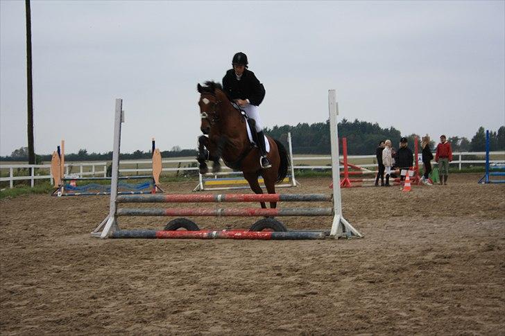 Dansk Varmblod Papaya Ley billede 15