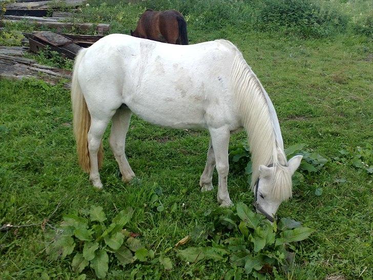 Welsh Mountain (sec A) Freja... R.I.P. billede 3