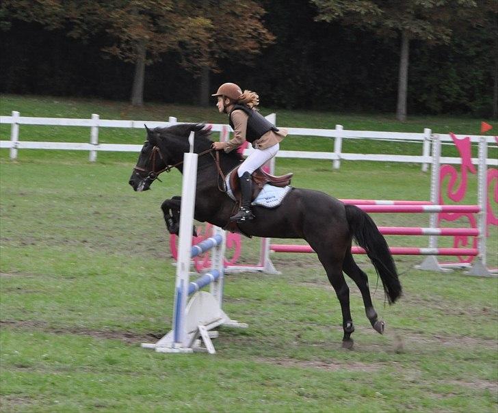 New Forest Brentebjergs Unique - Copenhagen Horseshow ( Jeg springer MB) billede 17