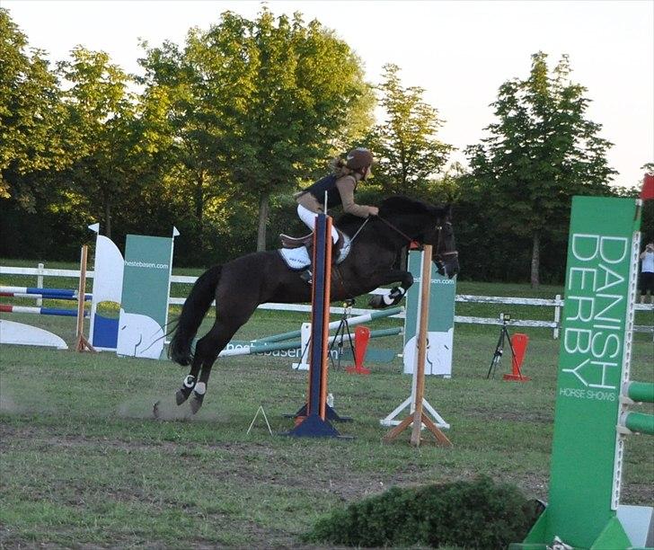 New Forest Brentebjergs Unique - Copenhagen Horseshow ( Jeg springer MB) billede 18